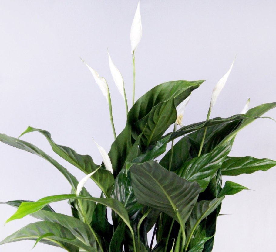 Спатифиллум сенсация
