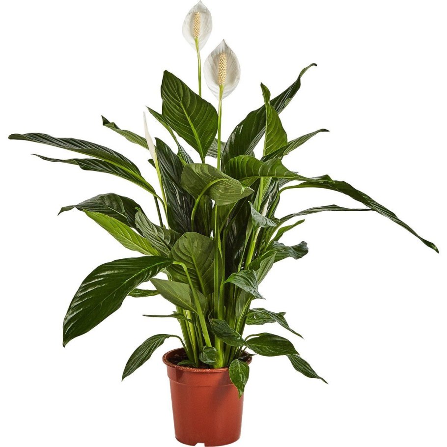 Спатифиллум обильноцветущий
