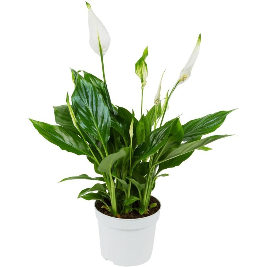 Спатифиллум Алана d12 h45