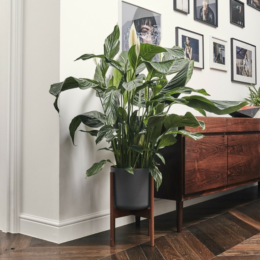 Калатея спатифиллум