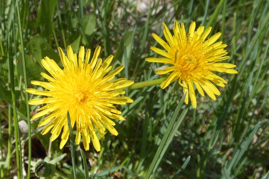 Taraxacum officinale Wigg.