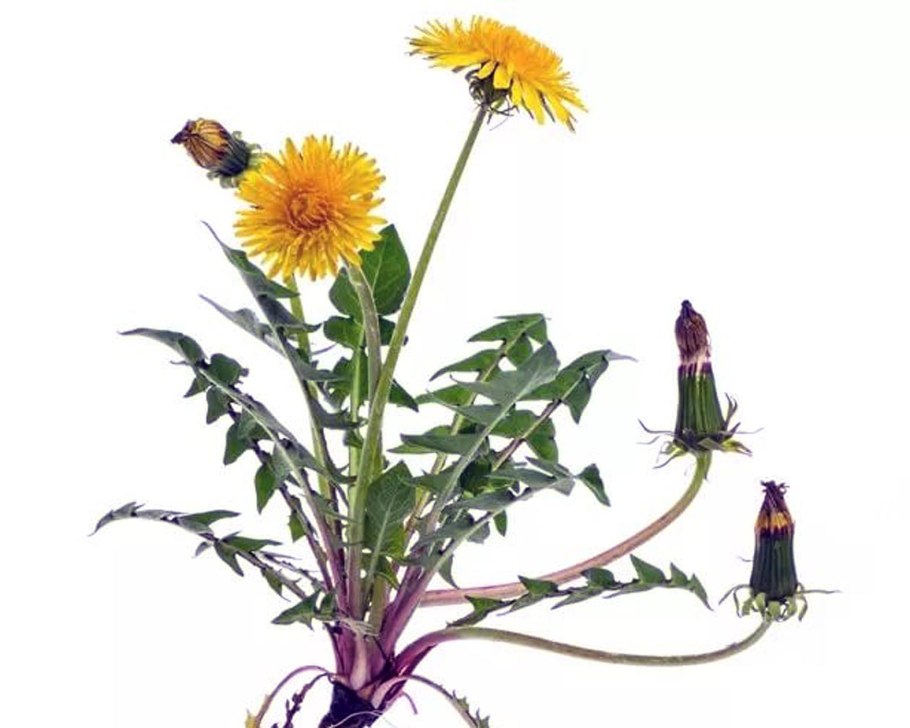 Тараксакум оффицинале