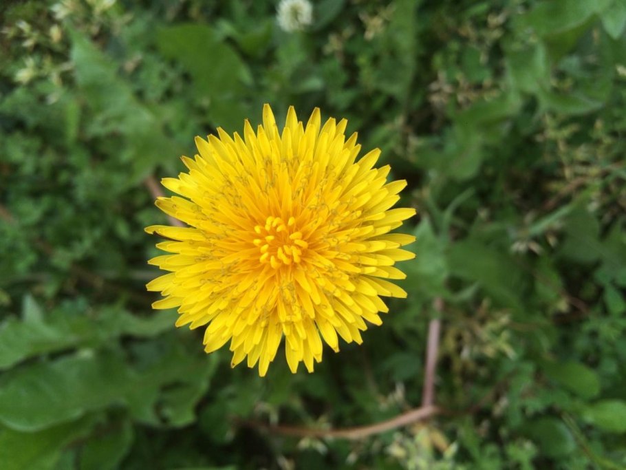 Одуванчик в разных условиях