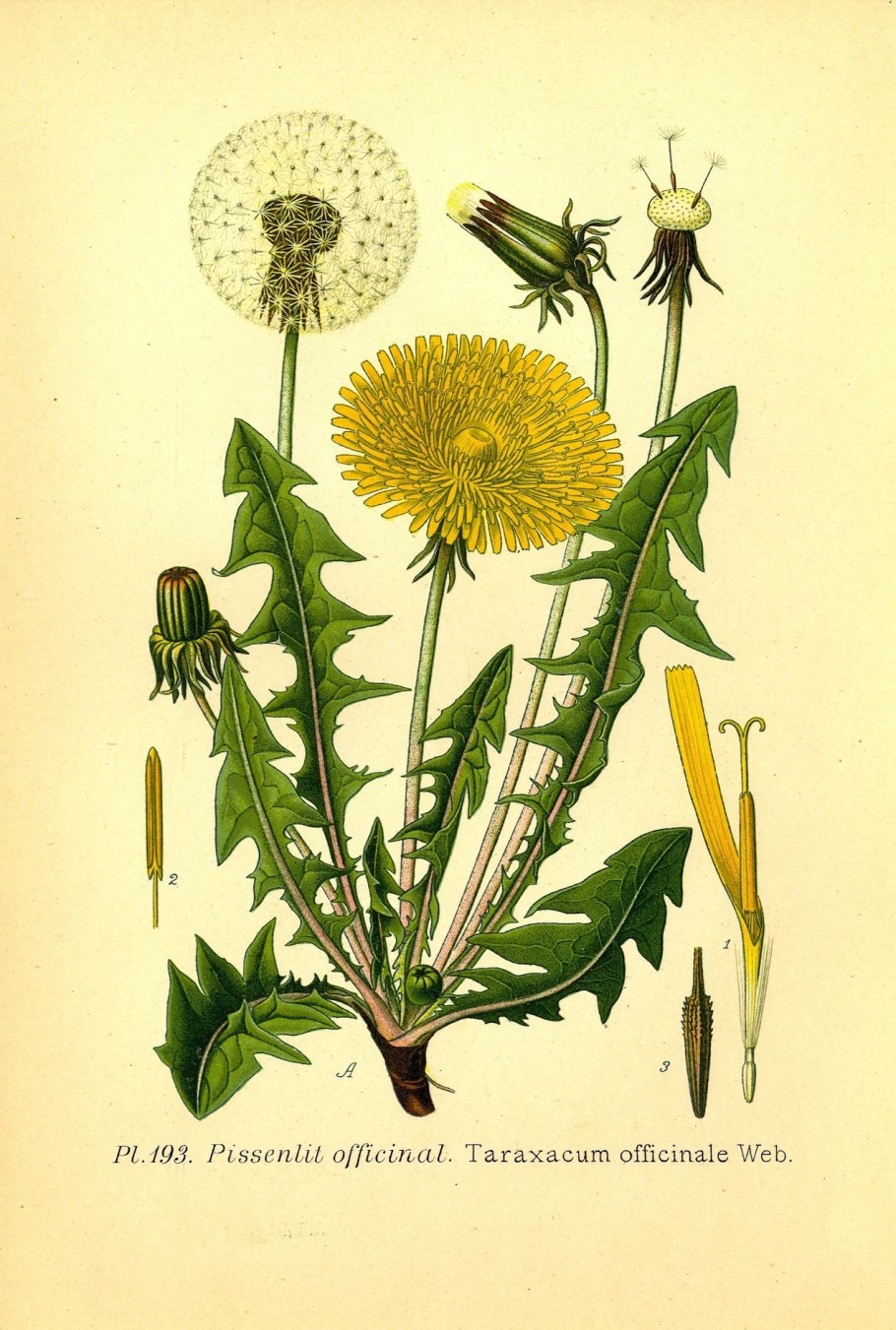 Строение одуванчика