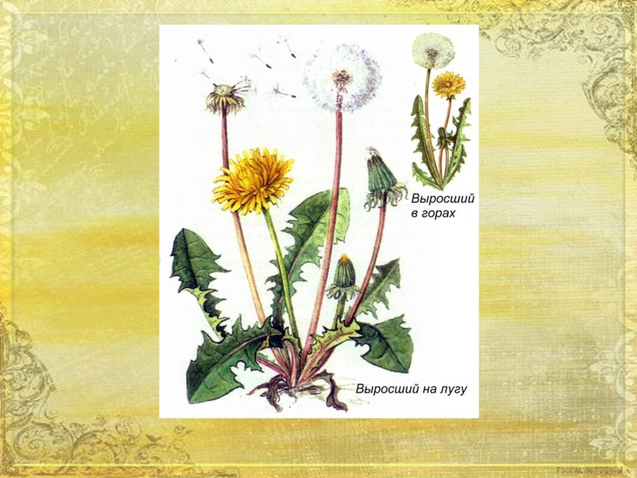 Одуванчик двудольный