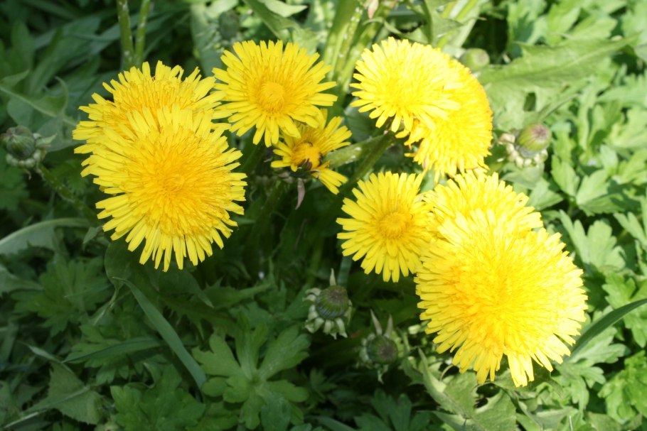 Taraxacum officinale Ботанический рисунок