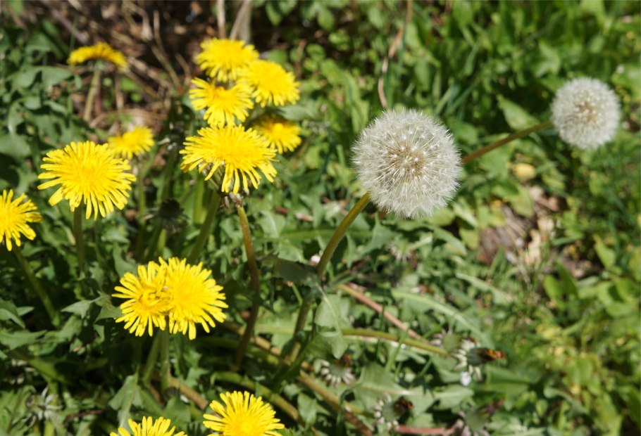Taraxacum officinale Ботанический рисунок