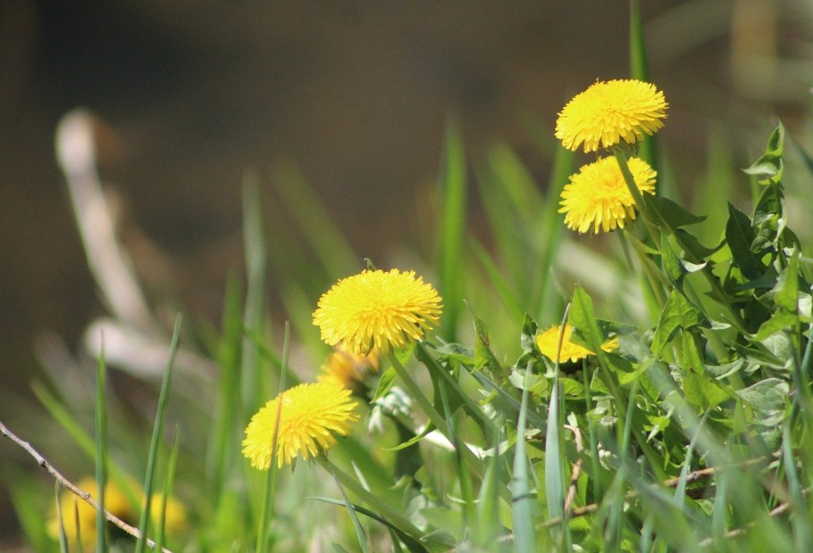 Одуванчик это травянистое растение