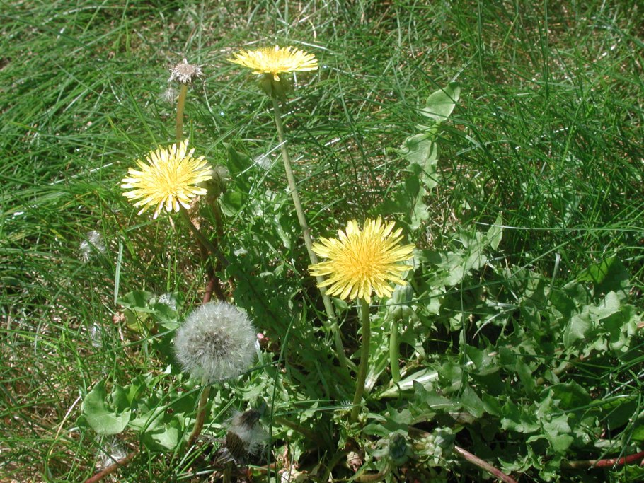 Taraxacum Roseum