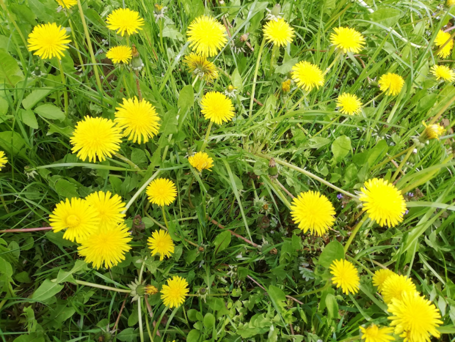 Одуванчик класс