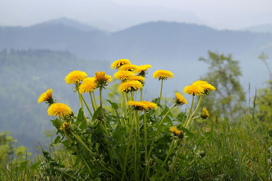 Одуванчик лекарственный- Taraxacum officinale web.