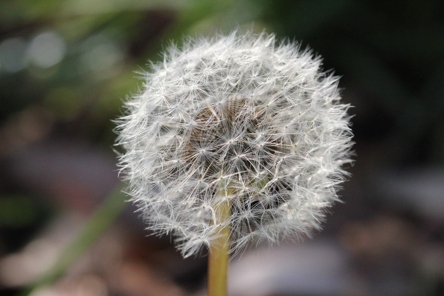 Одуванчик Taraxacum officinale