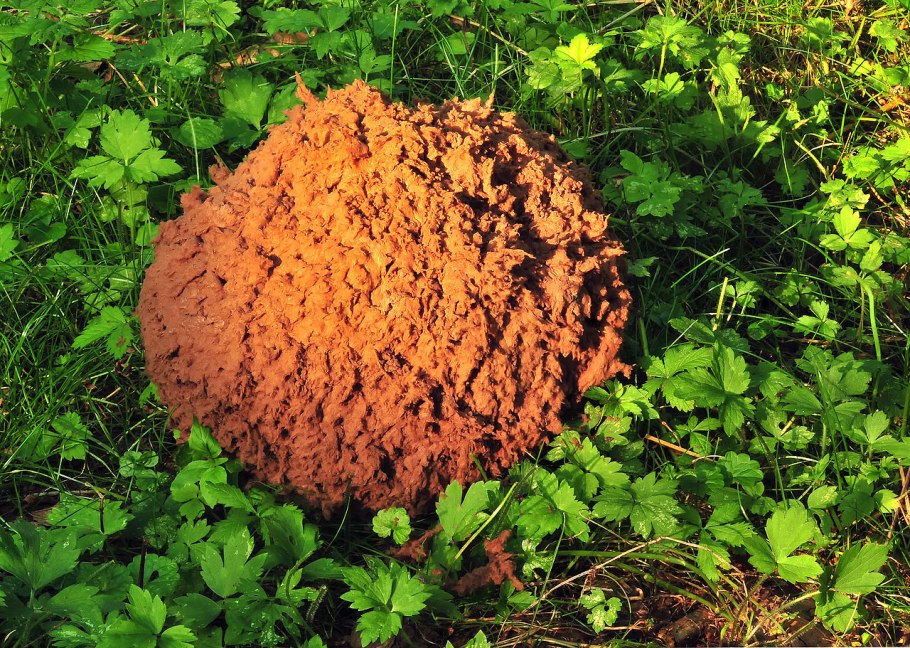 Гриб ежовик Дьявольский