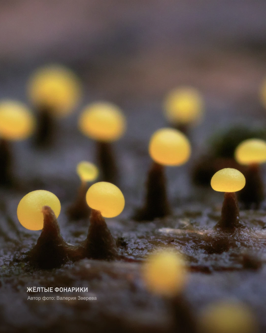 Гигантские грибы древности