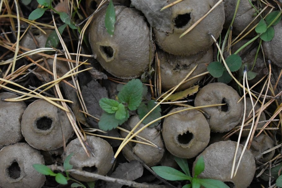 Грибы на стволе старого дерева