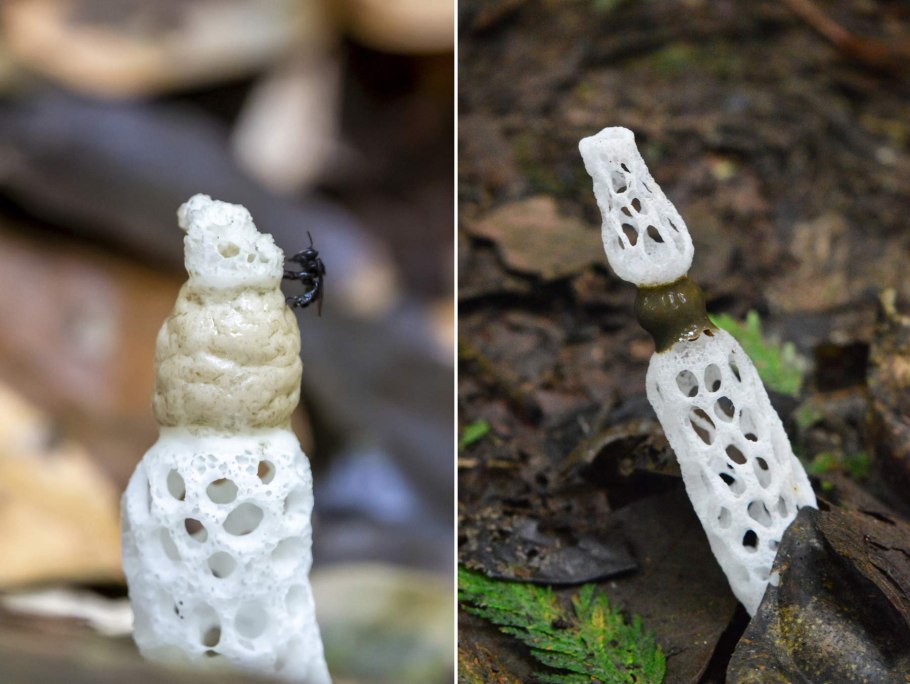 Clavulinopsis corallinorosacea