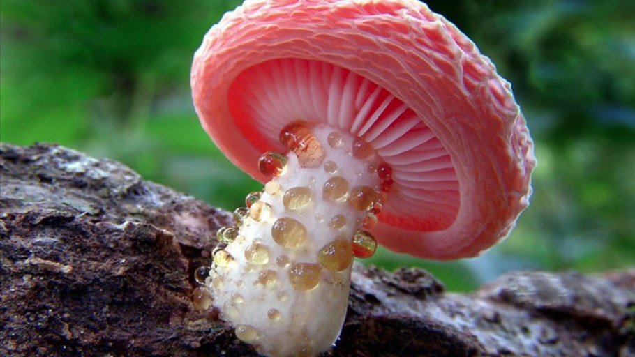 Гриб красный коралл