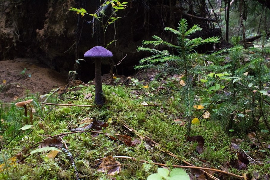 Паутинник фиолетовый гриб красная книга