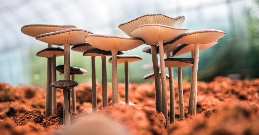 Странные грибы Новосибирска