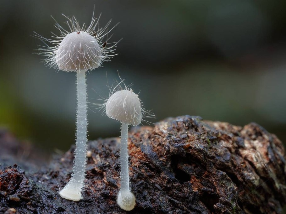 Решёточник красный гриб