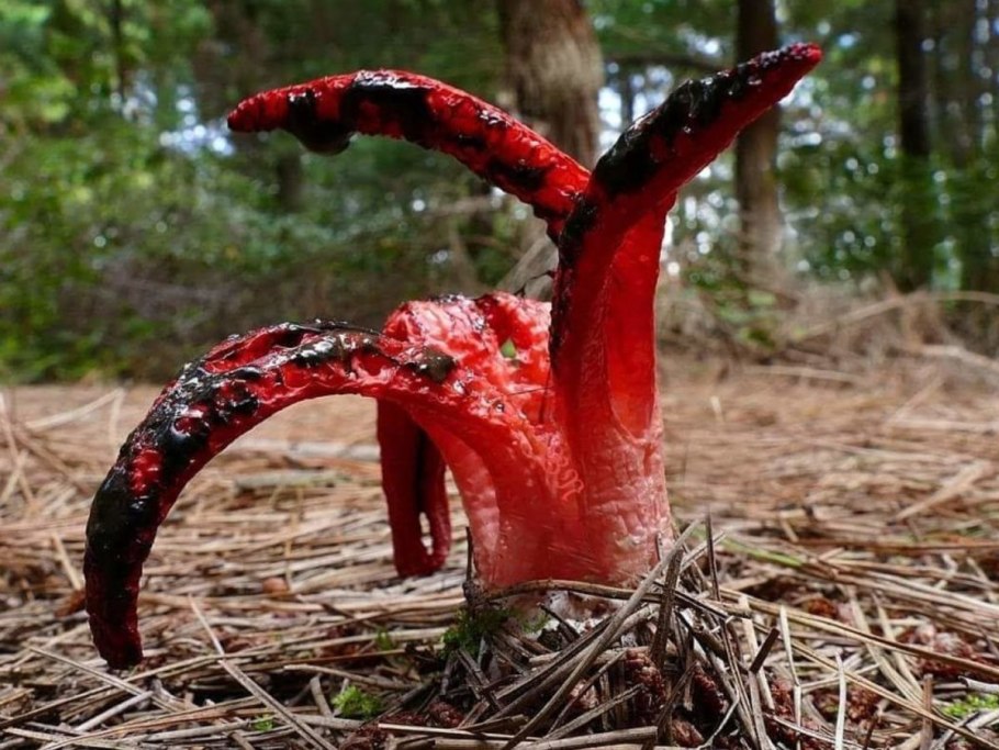 Micropercops cinctus