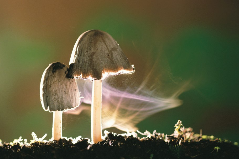 Mycena interrupta