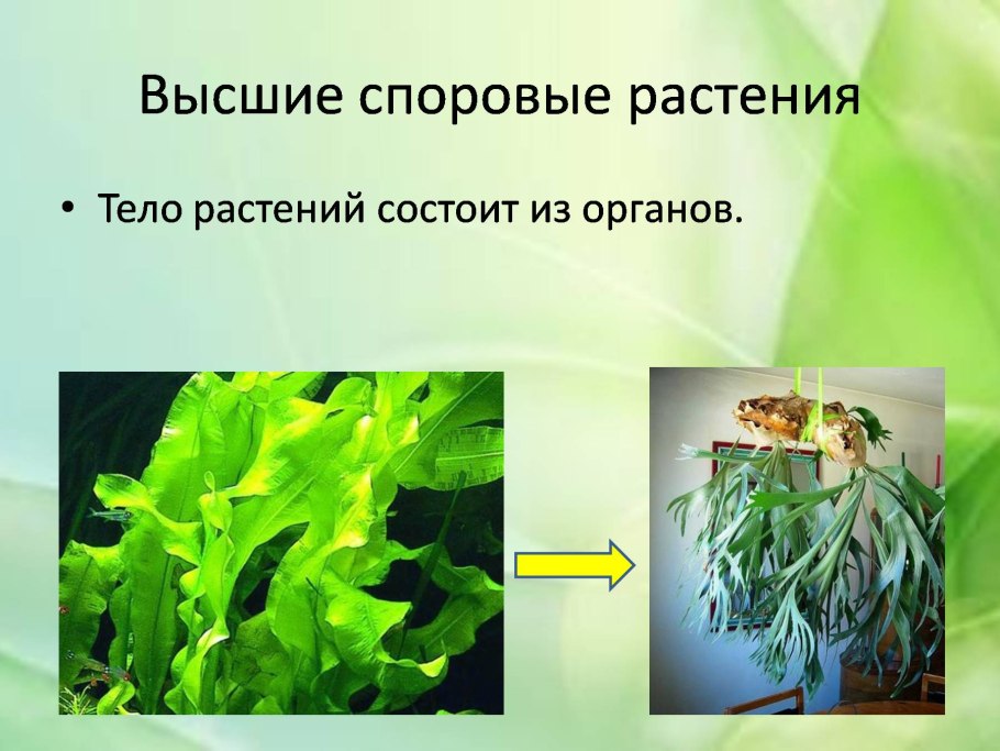 Сфагнум, ягель, фунария