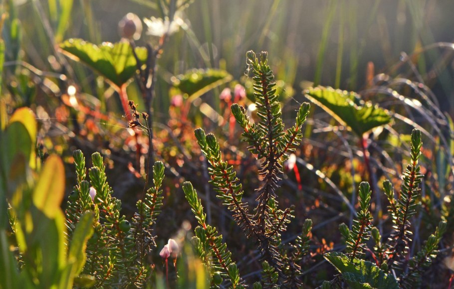 Голосеменные и Хвощевидные