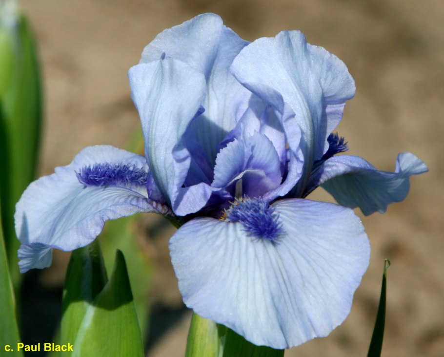 Ирис карлик Fruit Cup ( SDB )