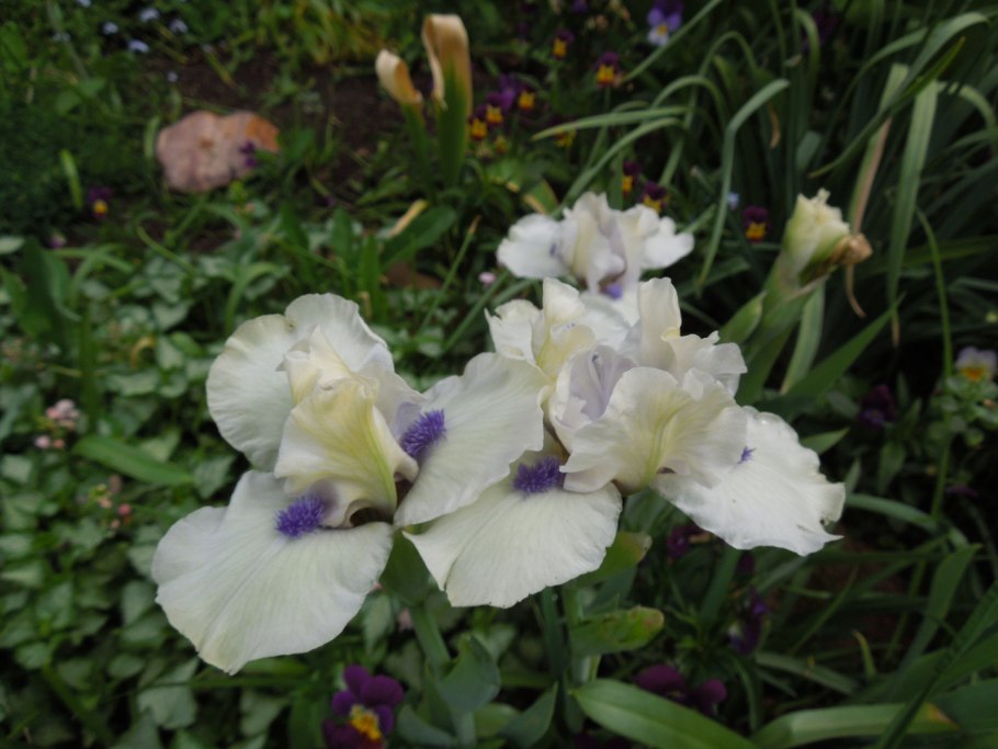 Ирис карликовый Блюберд чост