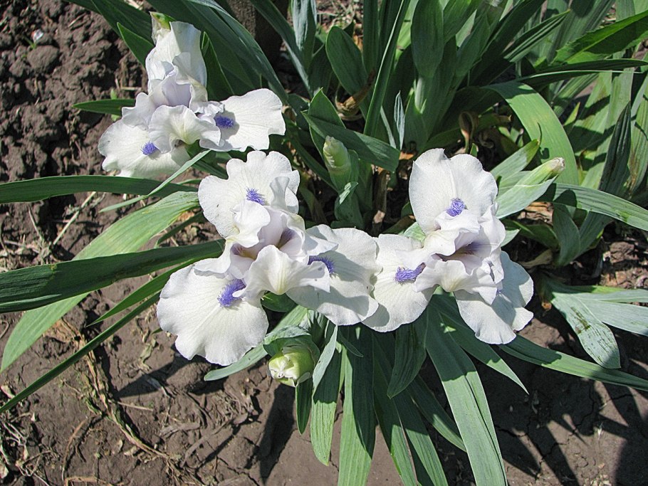 Ирис карликовый Worrywart