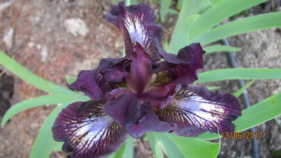 Ирис Intune (Blyth *2014*)