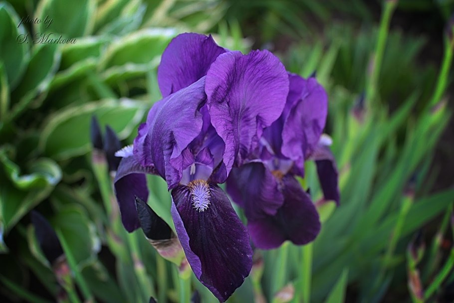 Карликовый Ирис Yoda