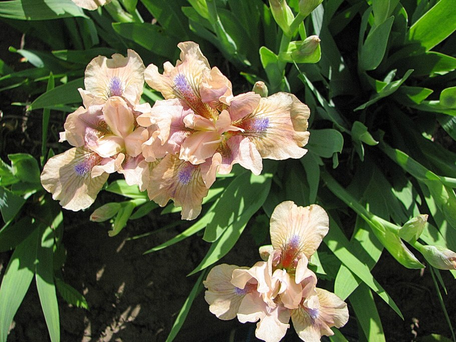 Ирис Iris pumila Michael Paul