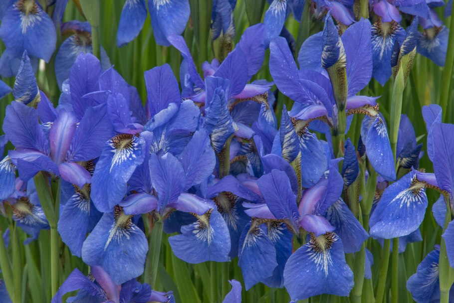 Ирис Сибирский Paprikash