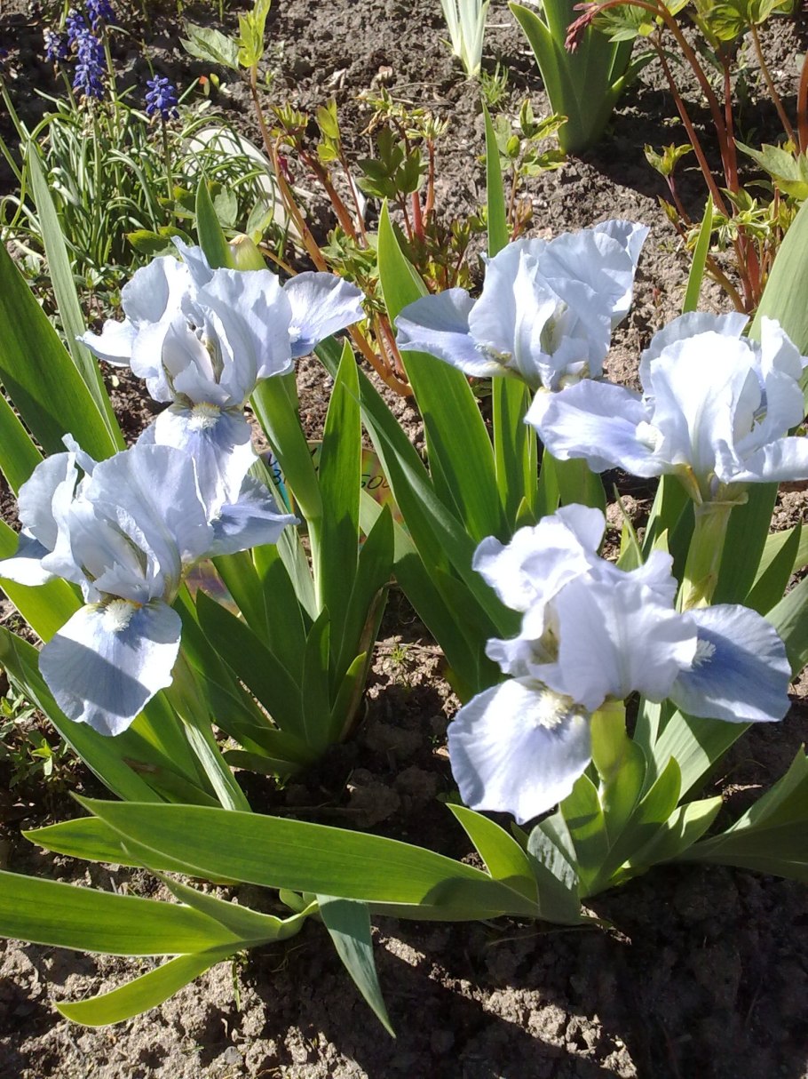 Ирис карликовый айбрайт