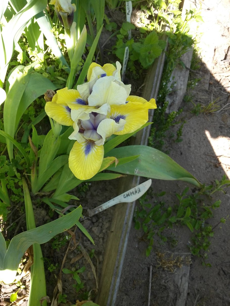 Ирис карликовый Пьеро