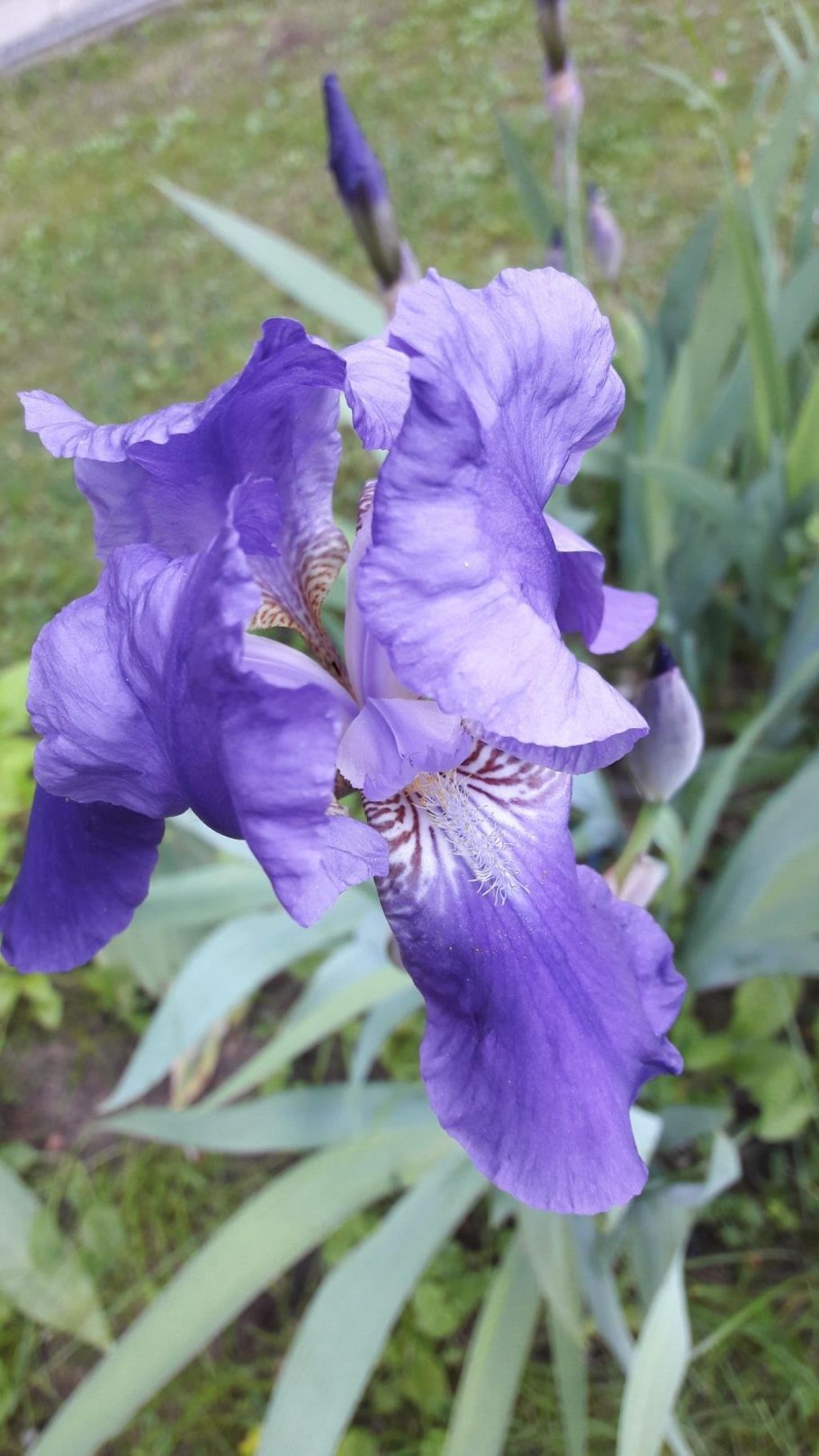 Карликовые бородатые ирисы. Сорта