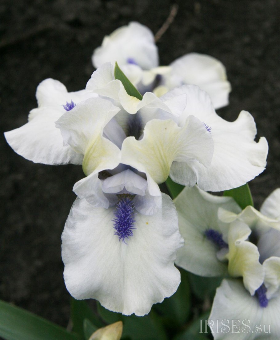 Ирис Блюберд хост