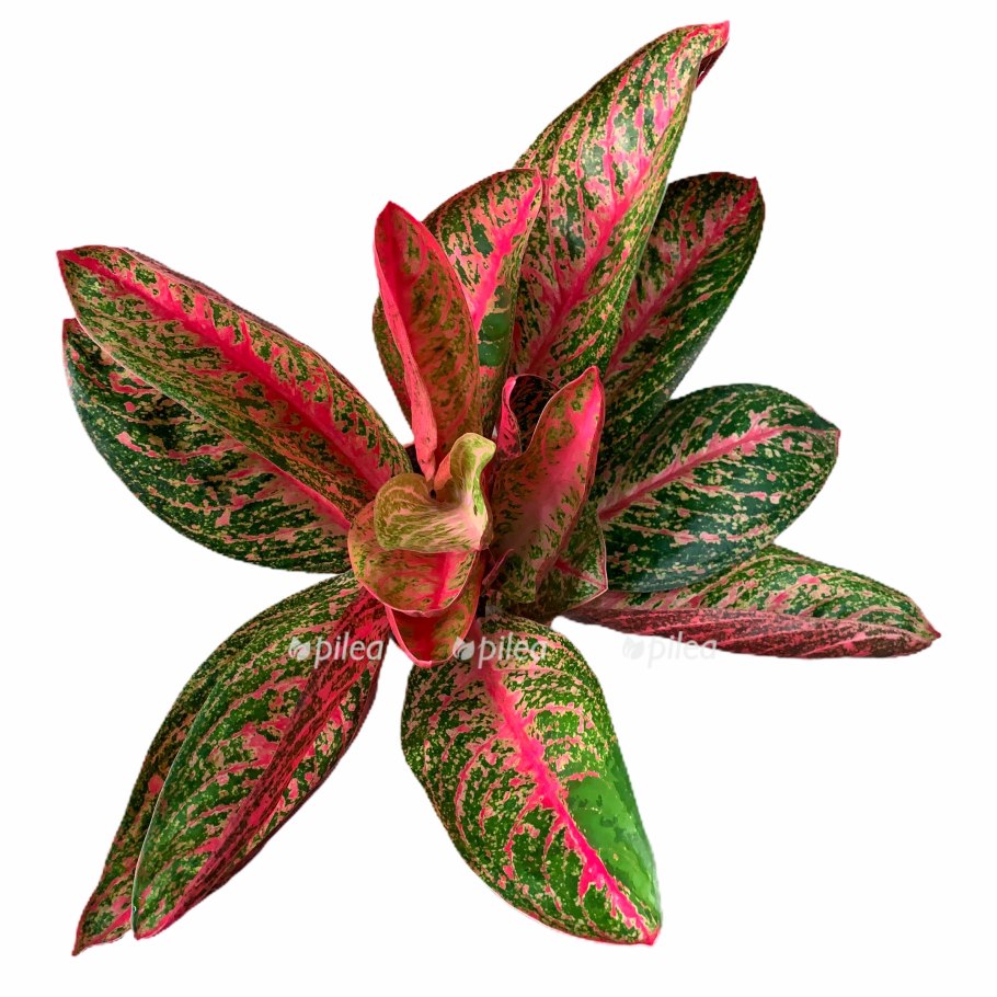 Аглаонема Престиж