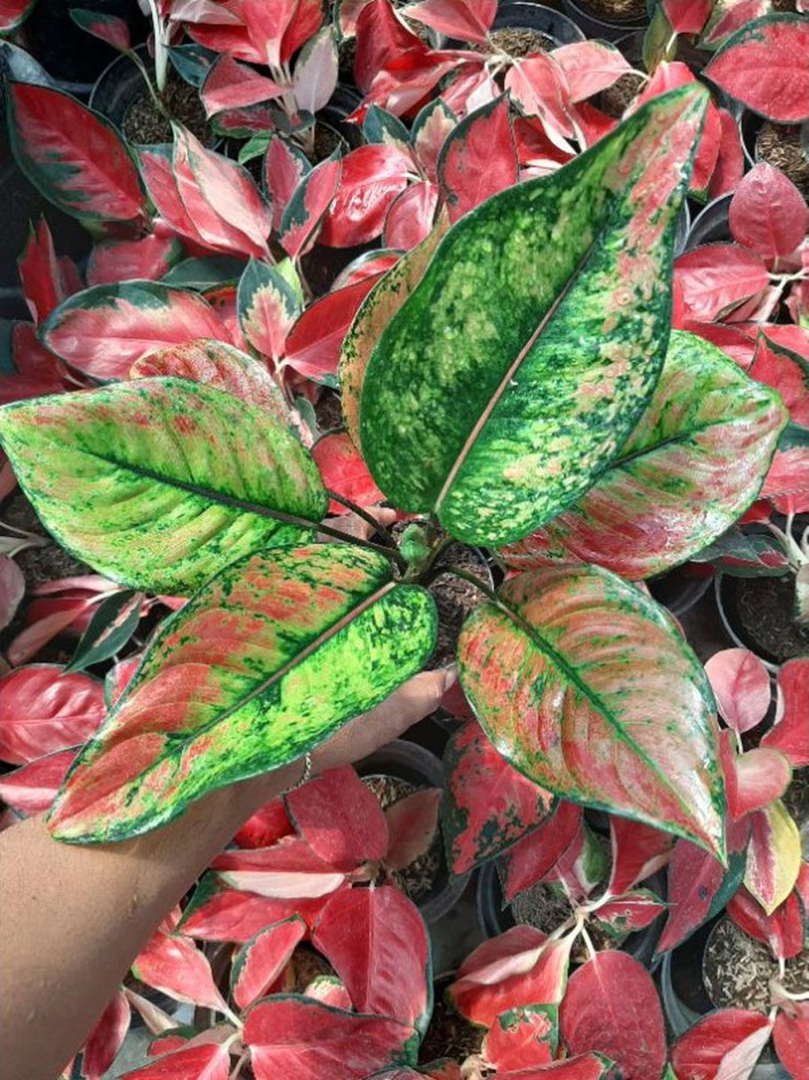 Аглаонема Мадонна