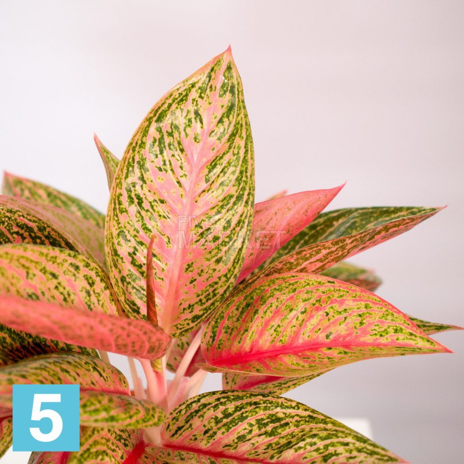 Аглаонема White Legacy