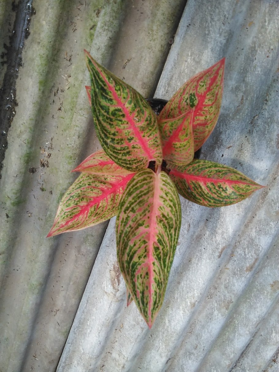 Аглаонема ред циркон