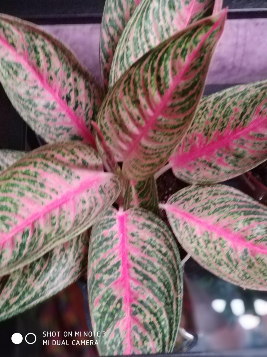 Аглаонема Легаси Грин