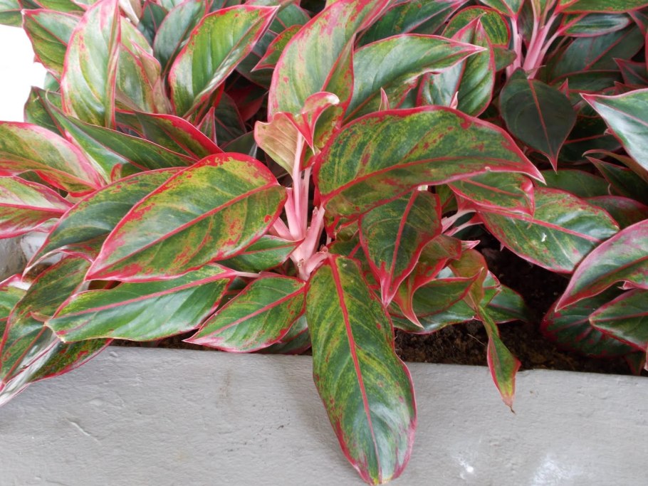 Аглаонема Мадонна