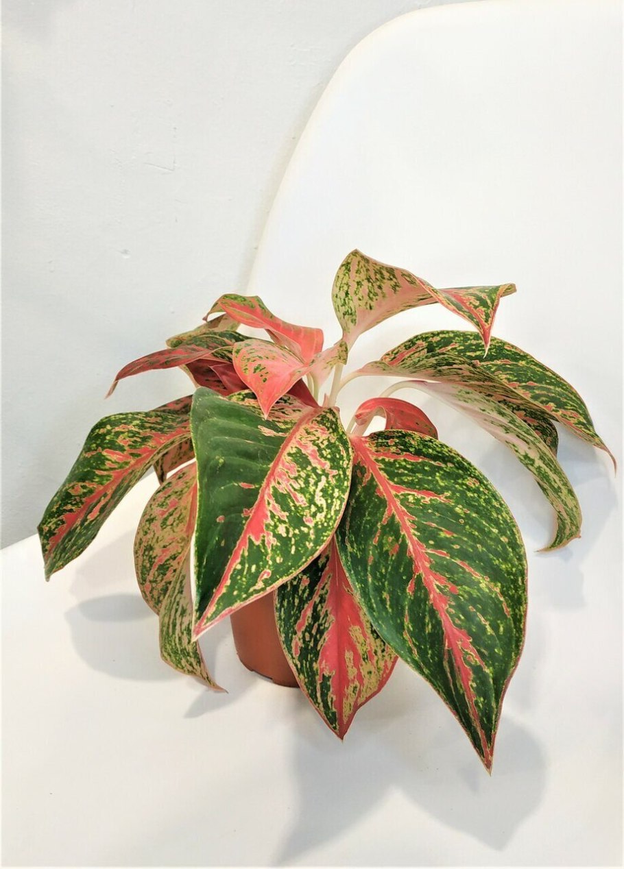 Аглаонема Rattana Rungreong