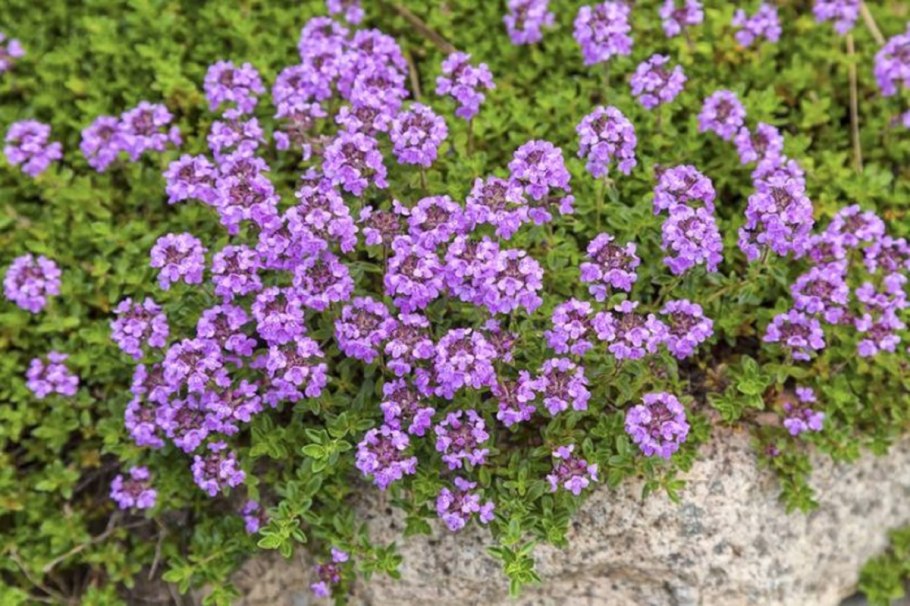 Тимьян (чабрец) ползучий (Thymus serpyllum)