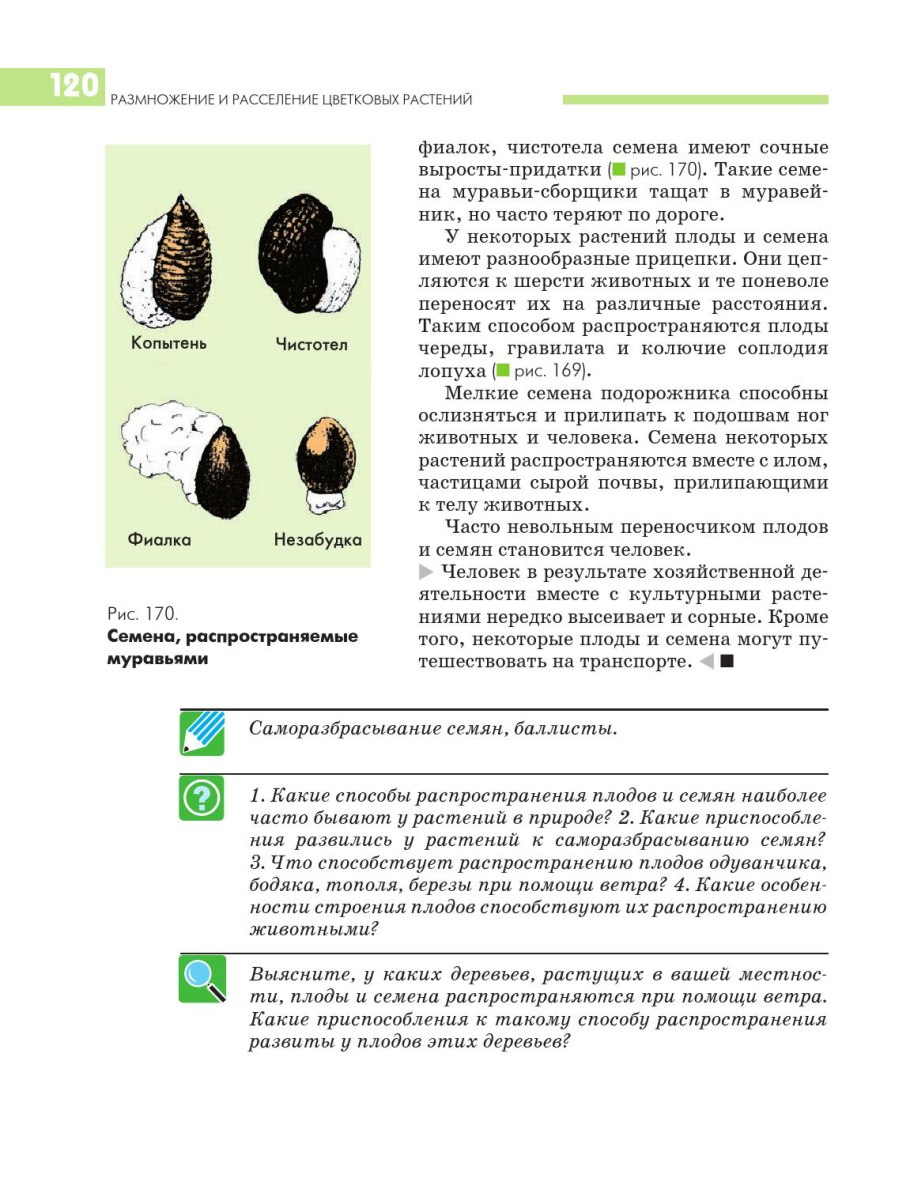 Семена и плоды некоторых растений. Чистотел распространение семян. Способы распространения семян. Способствует распространению семян растений. Способ распространения семян березы.