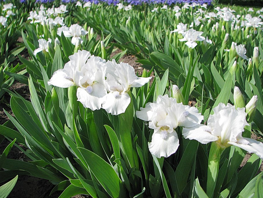 Ирис карликовый чаргольд