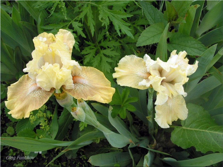 Exclaim Ирис карликовый